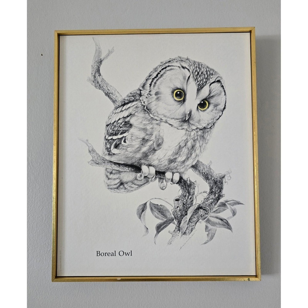 Vintage Framed Boreal Owl Print Gold Frame